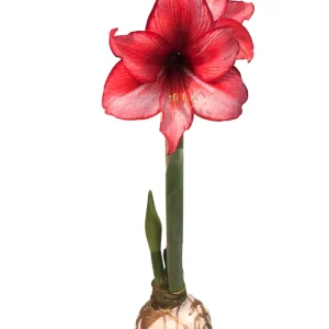 Amaryllis Bulb Charisma White Gold Splatter Waxed 34/36 Indoor - Image 1