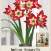 Amaryllis Bulb Full House - Exotic White Star Flower - 26/+ cm Bulb - Indoor/Outdoor - Image 1