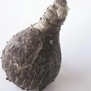 Amaryllis Bulb Full House - Exotic White Star Flower - 26/+ cm Bulb - Indoor/Outdoor - Image 3