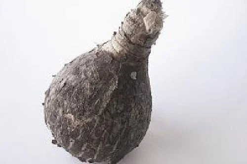 Amaryllis Bulb Full House - Exotic White Star Flower - 26/+ cm Bulb - Indoor/Outdoor - Image 3