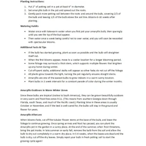 Amaryllis Bulb Full House - Exotic White Star Flower - 26/+ cm Bulb - Indoor/Outdoor - Image 4