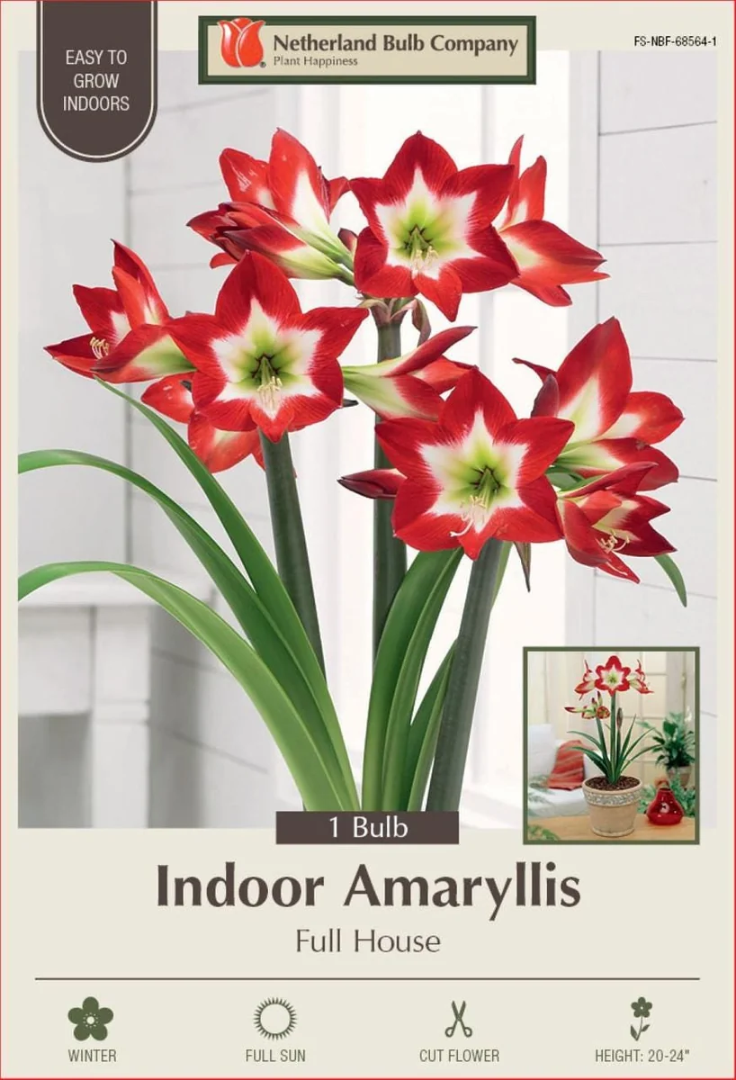 Amaryllis Bulb Full House - Exotic White Star Flower - 26/+ cm Bulb - Indoor/Outdoor - Image 1