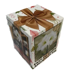 Amaryllis Bulb Kit White Christmas - Large 26/28cm Bulb with Pot & Soil - Image 2