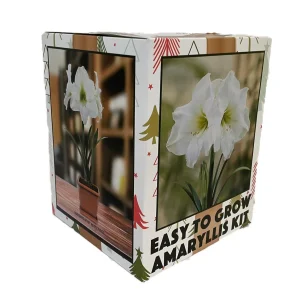 Amaryllis Bulb Kit White Christmas - Large 26/28cm Bulb with Pot & Soil - Image 1