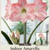 Amaryllis Bulb - White with Pink Brush Marks - 30/32cm Bulb - Indoor Flowering Bulb - Image 1
