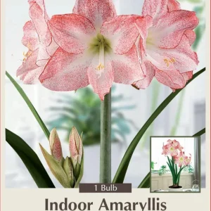 Amaryllis Bulb - White with Pink Brush Marks - 30/32cm Bulb - Indoor Flowering Bulb - Image 1
