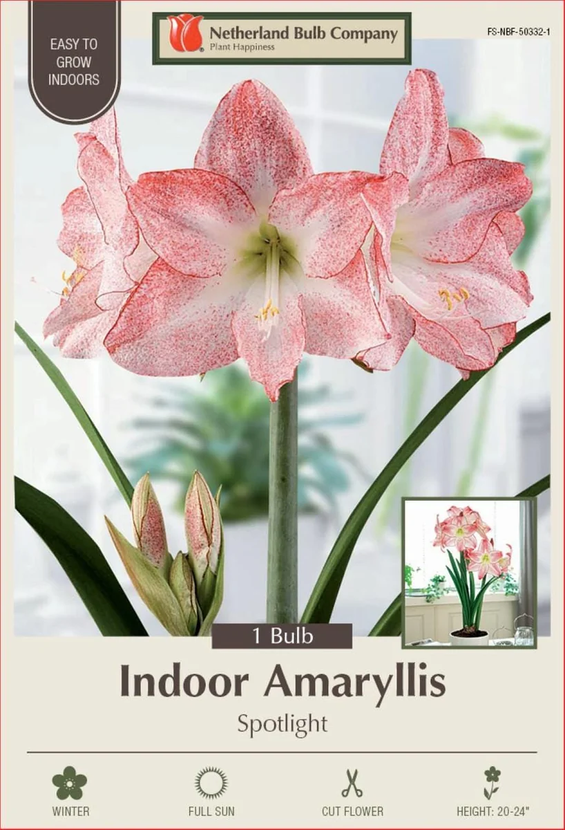 Amaryllis Bulb - White with Pink Brush Marks - 30/32cm Bulb - Indoor Flowering Bulb - Image 1