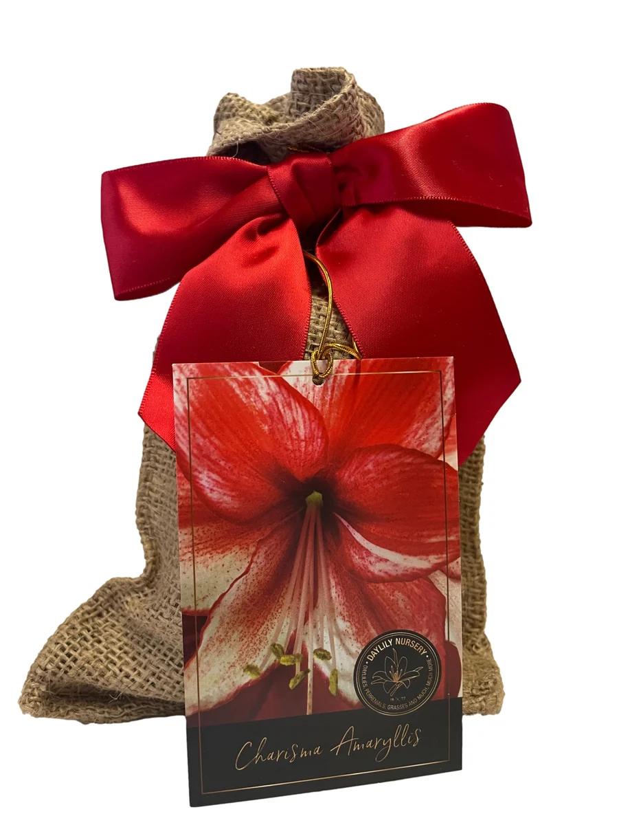 Amaryllis Charisma Bulb Gift Set - Easy Grow Indoor Flower Bulb with Burlap Bag - Image 1