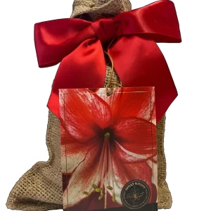 Amaryllis Charisma Bulb Growing Kit – Red Ceramic Pot, Large Bulb, 20-24