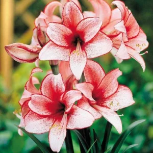 Amaryllis Charisma Bulb Growing Kit – Red Ceramic Pot, Large Bulb, 20-24