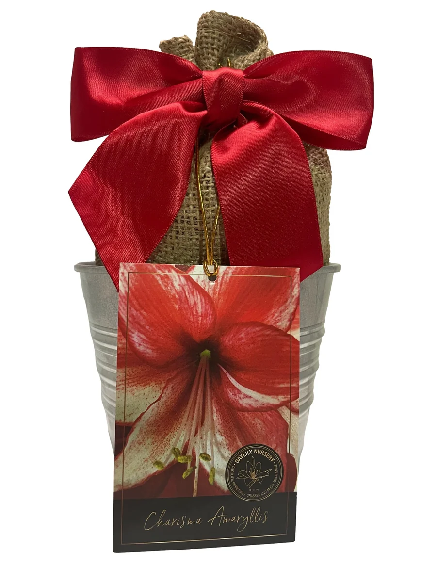 Amaryllis Charisma Bulb Growing Kit with Rustic Tin Pot - 14-16 Bulb Size - Image 1