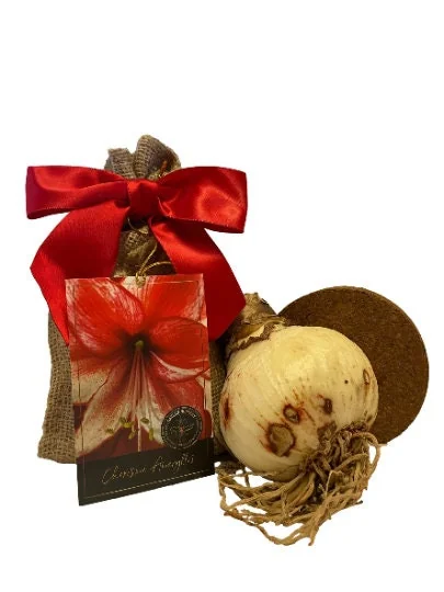 Amaryllis Charisma Bulb Growing Kit with Rustic Tin Pot - 14-16 Bulb Size - Image 2