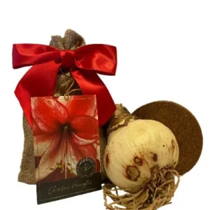 Amaryllis Charisma Bulb Growing Kit with Rustic Tin Pot - 14-16 Bulb Size - Image 2