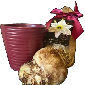 Amaryllis Gift Growing Kit - Bulb Size 26-28 - Ceramic Pot - Indoor Plant - Image 2
