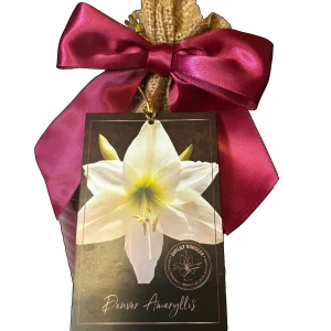 Amaryllis Gift Growing Kit - Bulb Size 26-28 - Ceramic Pot - Indoor Plant - Image 1