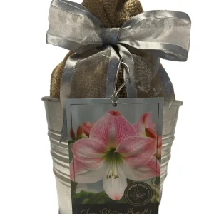 Amaryllis Growing Kit - Cherry Blossom Bulb, Rustic Tin Pot, 20-24" Tall - Image 1