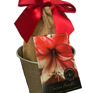 Amaryllis Growing Kit with Rustic Tin Pot & Big Charisma Bulb - 20-24" Tall - Image 1