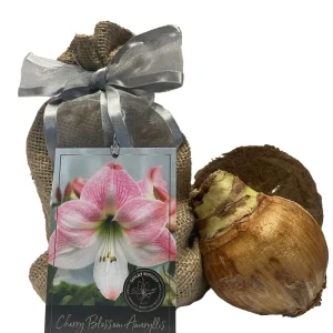 Amaryllis Growing Kit with White Ceramic Pot & Cherry Blossom Bulb, 14-16 Bulb Size - Image 2