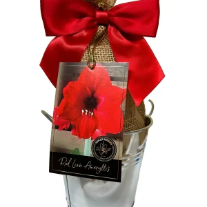Amaryllis Holiday Gift Growing Kit - Big Red Lion Bulb, Rustic Tin Pot, Growing Medium - 20-24" Tall - Image 1