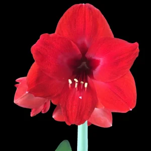 Amaryllis Holiday Gift Growing Kit - Big Red Lion Bulb, Rustic Tin Pot, Growing Medium - 20-24