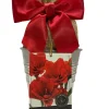 Amaryllis Holiday Gift Growing Kit - Double King Bulb, Rustic Tin Pot, 22-24 cm Bulb Size - Image 1