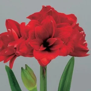 Amaryllis Holiday Gift Growing Kit - Double King Bulb, Rustic Tin Pot, 22-24 cm Bulb Size - Image 3
