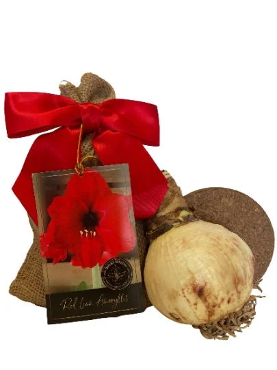 Amaryllis Holiday Gift Growing Kit - Red Lion Bulb, Gold Pot, 14-16 Bulb Size - Image 2