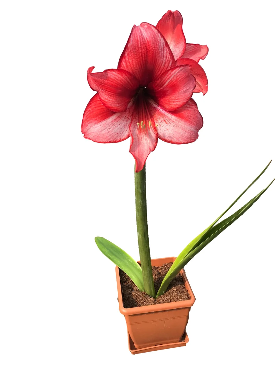 Amaryllis Kit Charisma - Indoor Deep Red Flowering Bulb Plant - 20-24 Inches Tall - Image 3