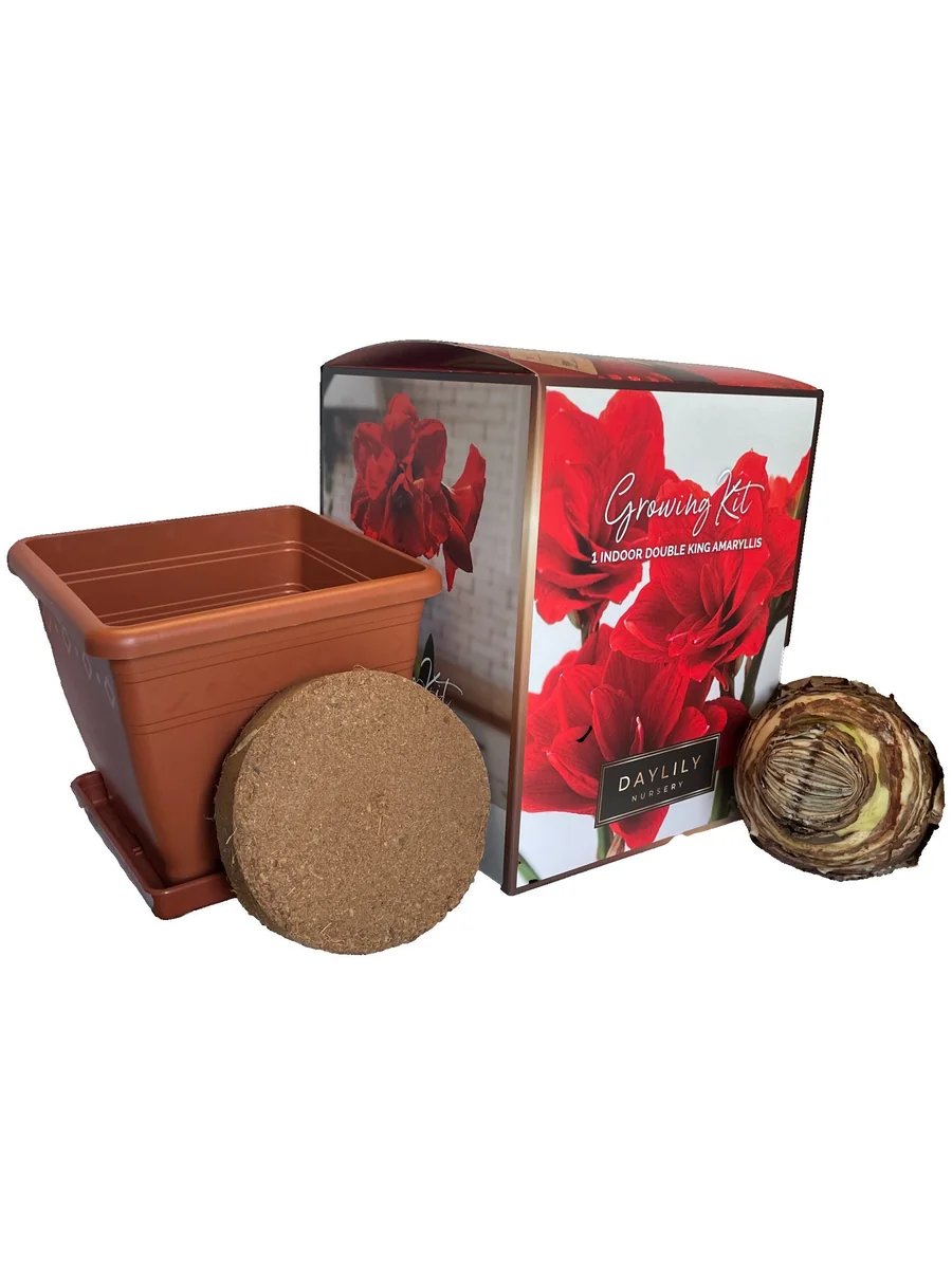 Amaryllis Kit Double King Red - Indoor Flowering Bulb Kit - 20-24 Inches Tall - Image 2
