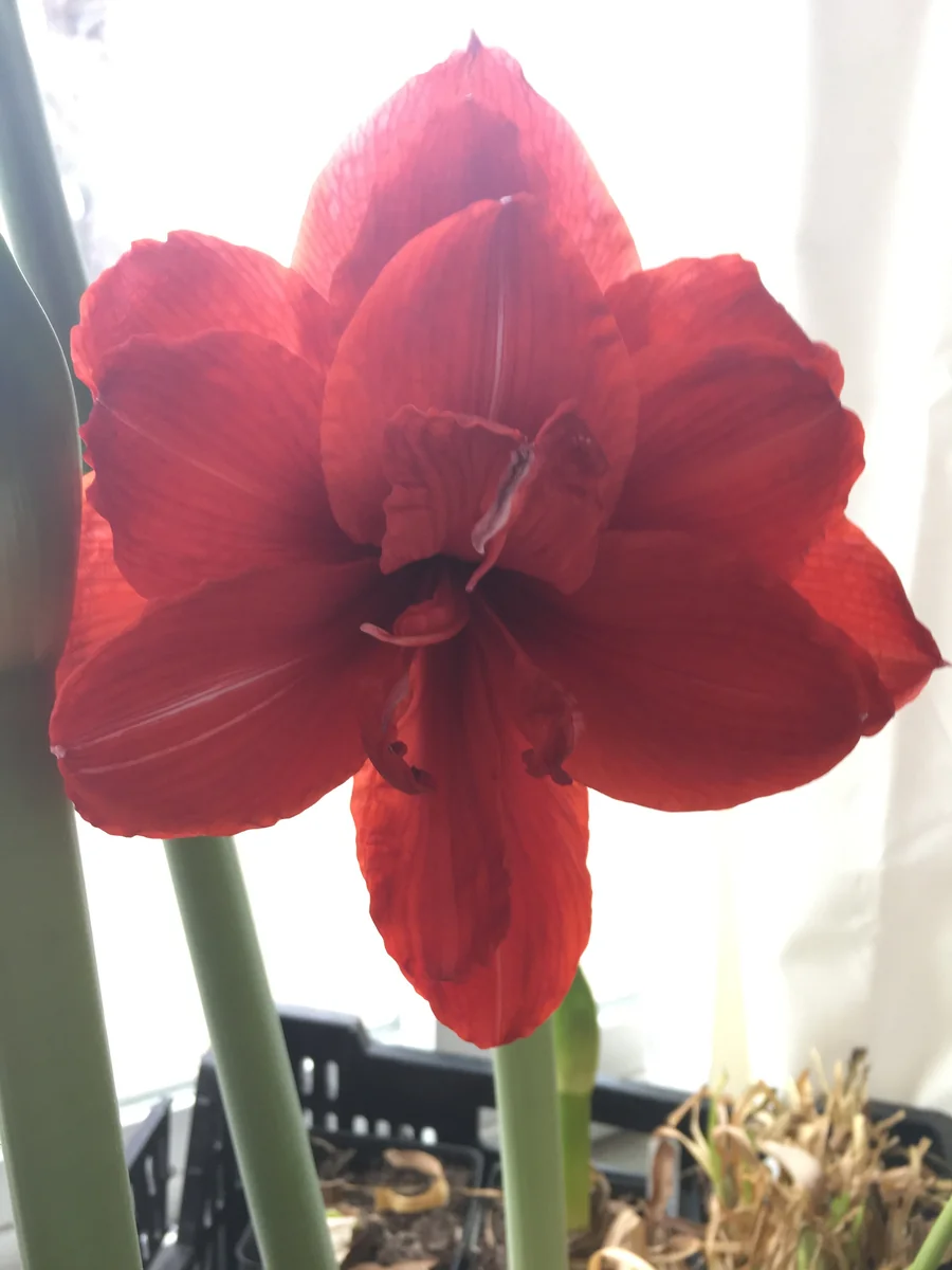 Amaryllis Kit Double King Red - Indoor Flowering Bulb Kit - 20-24 Inches Tall - Image 3