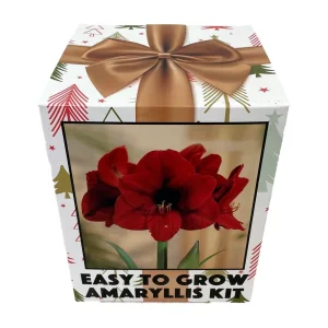 Amaryllis Kit Red Lion Bulb - Large 26-28cm - Pot & Soil - Indoor - Image 2