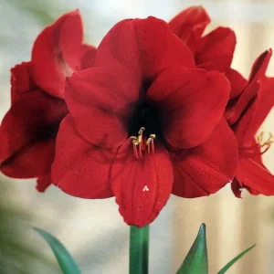 Amaryllis Kit Red Lion Bulb - Large 26-28cm - Pot & Soil - Indoor - Image 3
