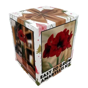 Amaryllis Kit Red Lion Bulb - Large 26-28cm - Pot & Soil - Indoor - Image 1