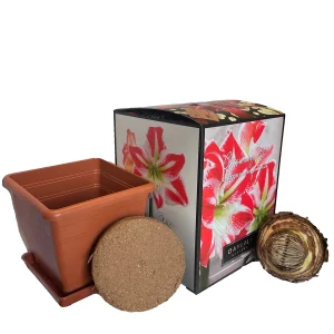 Amaryllis Kit Spartacus - Red & White Indoor Flower Bulb - 20-24 Inches Tall - Image 2