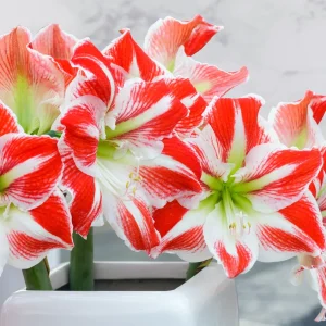 Amaryllis Kit Spartacus - Red & White Indoor Flower Bulb - 20-24 Inches Tall - Image 3