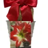 Amaryllis Minerva Bulb Growing Kit with Rustic Tin Pot, 14-16 Bulb Size - Image 1