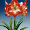 Amaryllis Minerva Bulb - Size 36/38 cm - Vibrant Winter Blooms - Indoor/Outdoor - Image 1