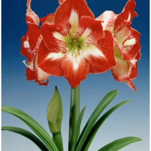 Amaryllis Minerva Bulb - Size 36/38 cm - Vibrant Winter Blooms - Indoor/Outdoor - Image 1