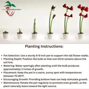 Amaryllis Minerva Bulb - Size 36/38 cm - Vibrant Winter Blooms - Indoor/Outdoor - Image 4