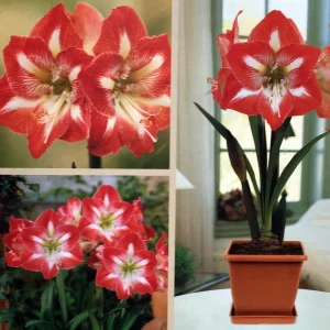 Amaryllis Minerva Kit - Large 26/28 cm Bulb, Pot & Soil - Red & White Flowers - Image 2
