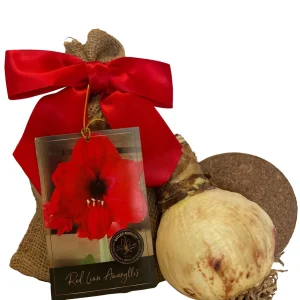 Amaryllis Red Lion Bulb Growing Kit - Gold Tin Pot, Bulb Size 14-16, 20-24