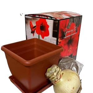Amaryllis Red Lion Growing Kit – Bulb, Pot, Soil – 20-24 Inches Tall - Image 2