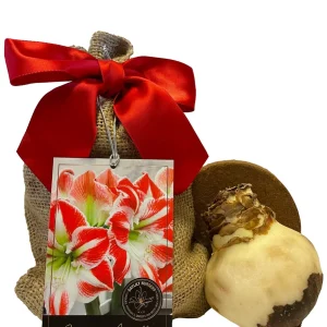 Amaryllis Sparticus Bulb Growing Kit with Red Ceramic Pot - 26-28 Bulb Size - Image 2