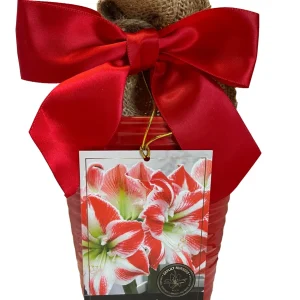 Amaryllis Sparticus Bulb Growing Kit with Red Ceramic Pot - 26-28 Bulb Size - Image 1