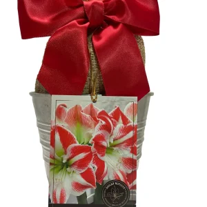 Amaryllis Sparticus Bulb Growing Kit with Rustic Tin Pot - Holiday Gift - Image 1