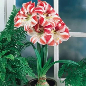 Amaryllis Sparticus Bulb Growing Kit with Rustic Tin Pot - Holiday Gift - Image 3