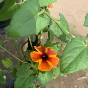 Amber Stripes Thunbergia Alata Vine Live Plant - 6 inch Pot, 2 ft Tall, Outdoor - Image 1