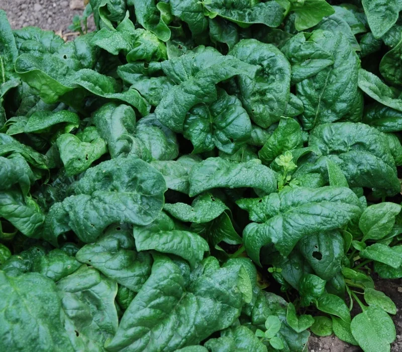 America Spinach Seeds - Non-GMO, Heat Tolerant, Smooth Leaf Vegetable Seeds - Image 2