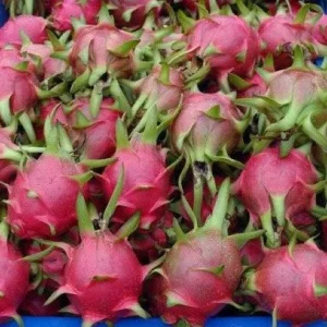 American Beauty Dragon Fruit Live Plant - 1 Ft Tall - 6