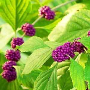 American Beautyberry Live Plant - Callicarpa americana - 4 inch Pot - Image 2